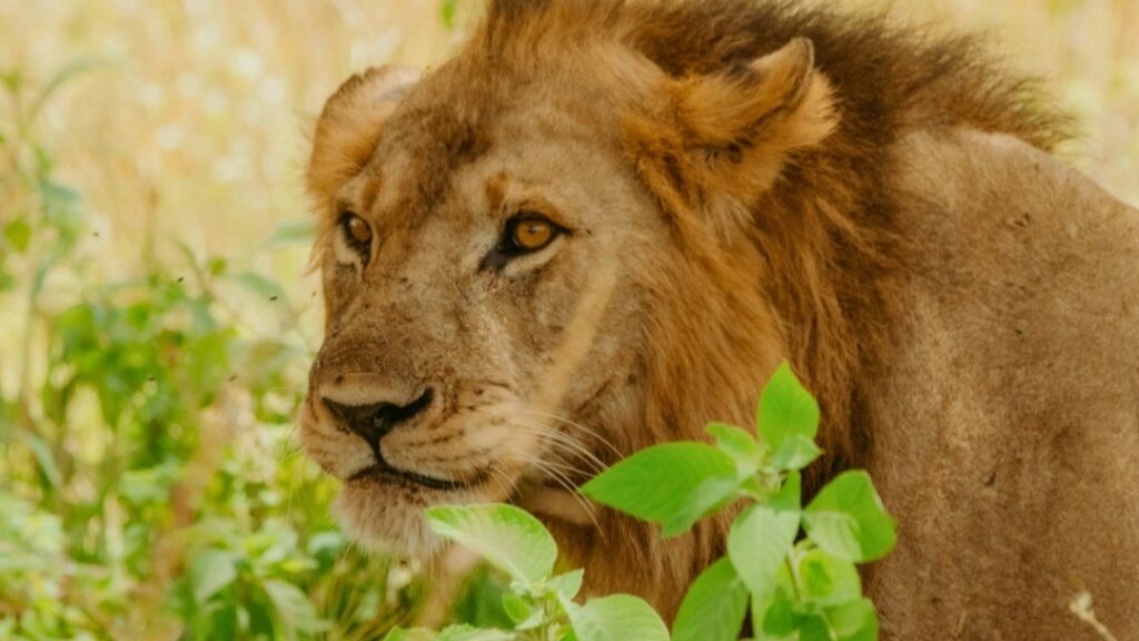 Lions - Lets Discover Africa Lions