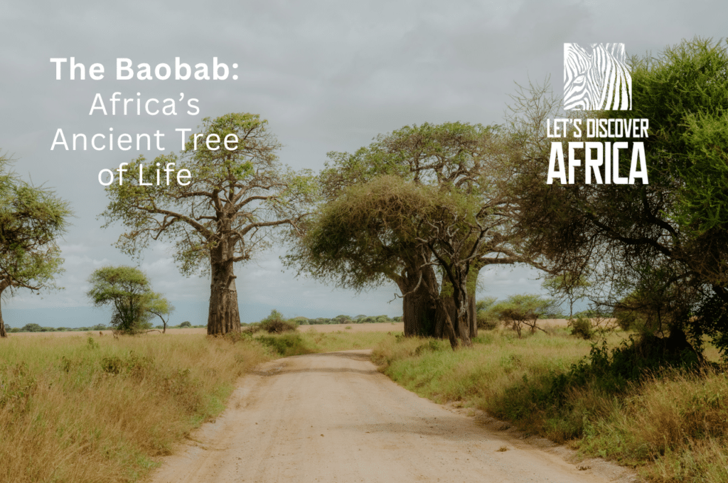 Baobab 