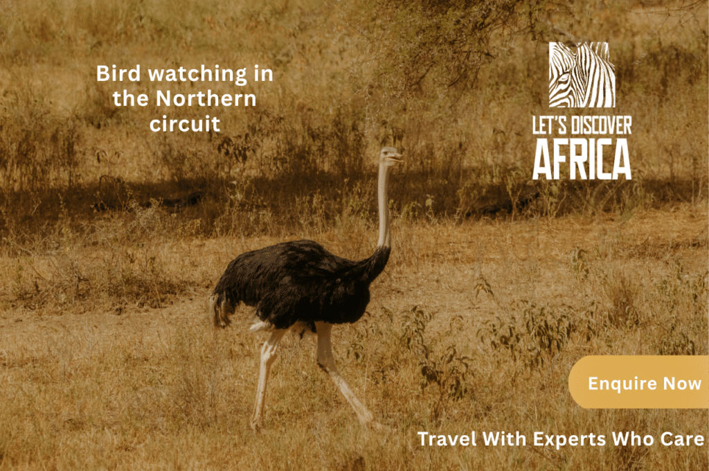 Bird watching in the Northern circuit - Lets Discover Africa Bird watching in the Northern circuit