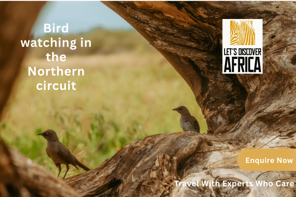 Bird watching in the Northern circuit cover - Lets Discover Africa Bird watching in the Northern circuit