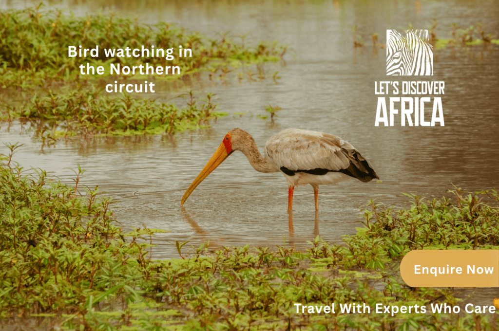 Bird watching in the Northern circuit0 - Lets Discover Africa Bird watching in the Northern circuit