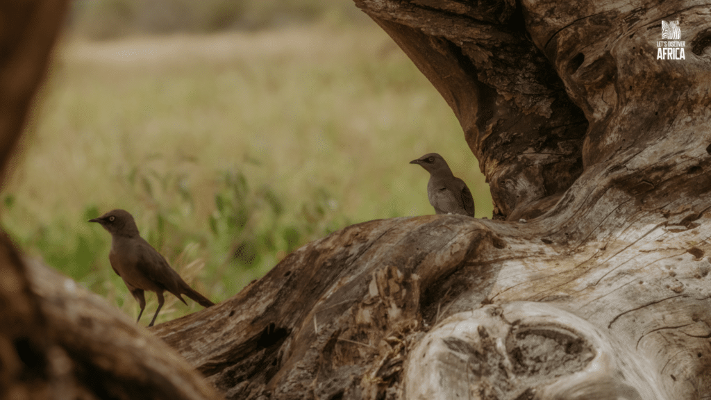 Tanzania Green Season Safari Birds - Lets Discover Africa Birds in Tanzania during the green season safari