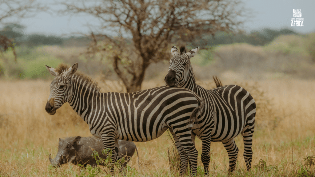 tanzania-green-season-safari - Lets Discover Africa Tanzania green season safari with wildlife in lush landscape