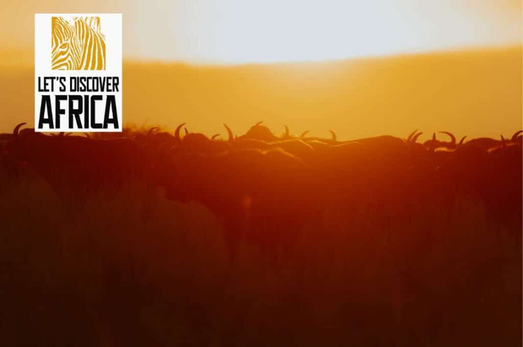 tanzanias-calving-season