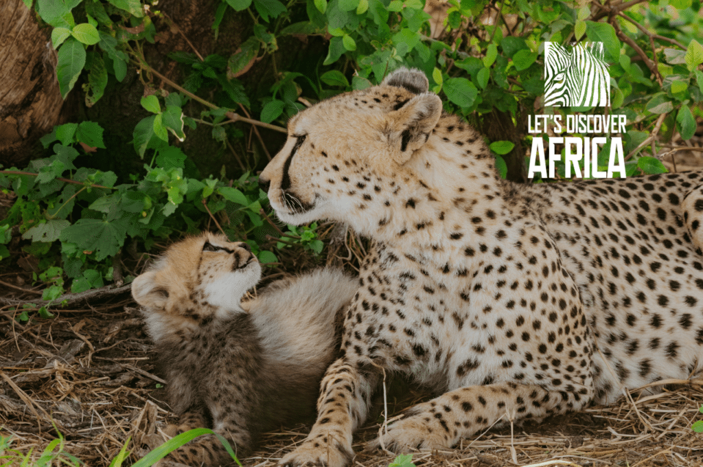 Tanzanian safari wildlife adventure in Serengeti and Ngorongoro
