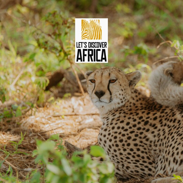 African Safari Myths